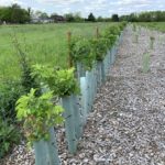 Photo of a newly planted hedge along the boundary of the new meadow.