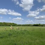 Photo of a green meadow with a circle of log 'seats'.