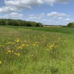 Photo of a meadow with yellowing flowering daisies.