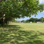 Photo of mature oak trees at the side of the open recreation ground.