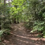 Photo of a woodland path leading up a hill through with a mixture of tree types.