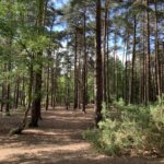 Photo of tall pine trees with bare ground beneath.