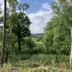 Photo of a view through tall tress to wooded countryside beyond.