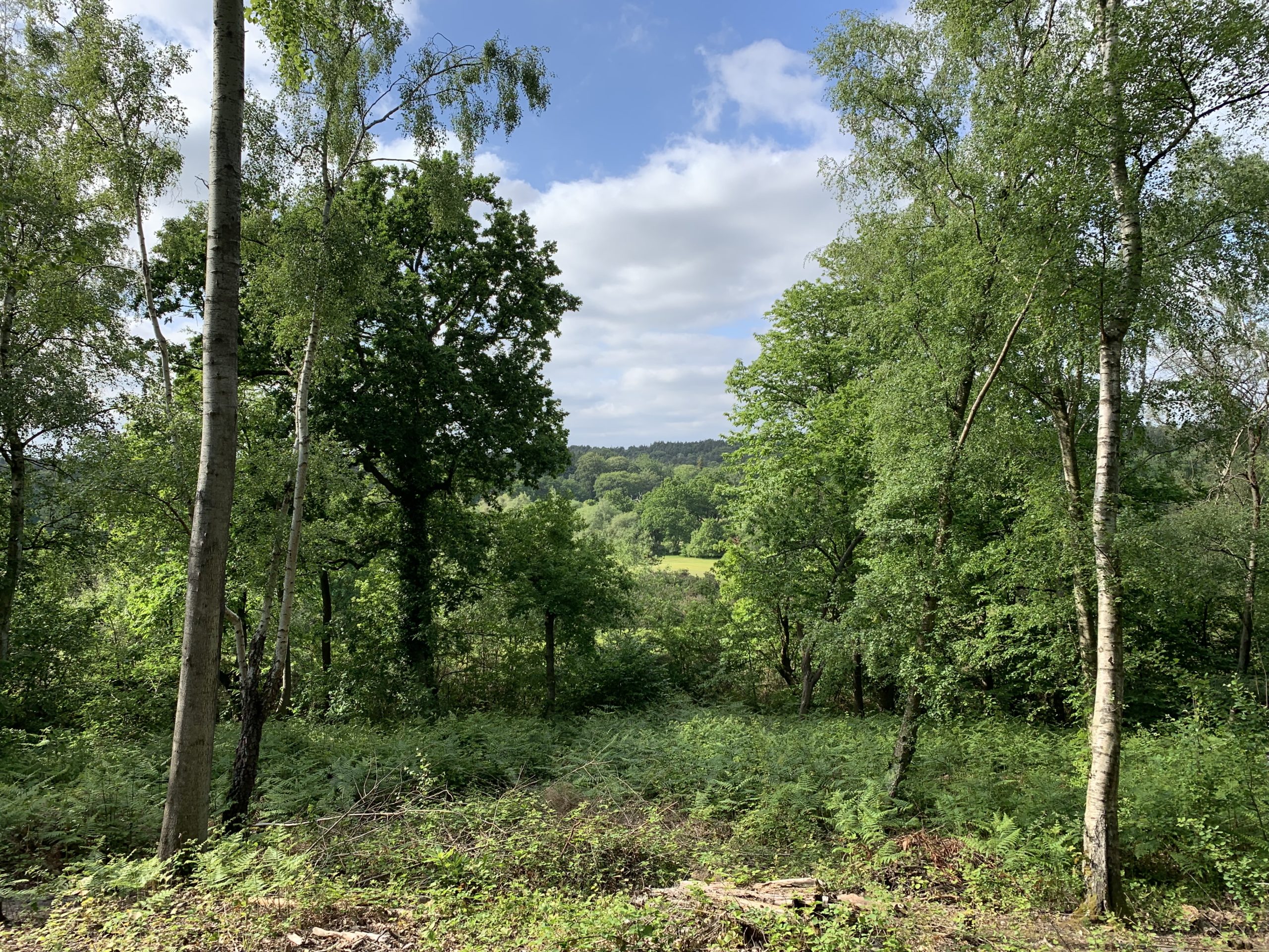 Photo of a view through tall tress to wooded countryside beyond.