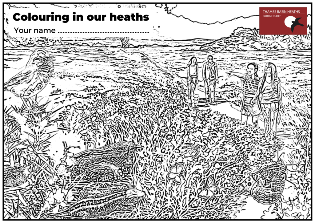 Click to download a heathland colouring sheet!