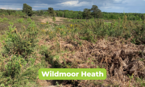 Photo of a lovely view across an open landscape, with gorse bushes in the foreground. Opening out to heathland with scattered pine trees.