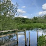 Photo of the River Blackwater with green willow tree in the foreground, and lots of lush green vegetation.