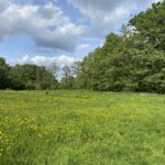 Photo of a flower-filled meadow.