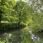 Photo of the River Blackwater with green willow and oak trees. The river is in shade.