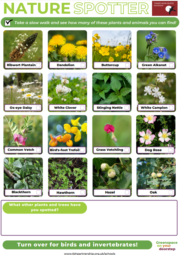 Image of page one of the nature spotter sheet with 16 plants to tick off e.g. Dandelion, Buttercup, Green Alkanet, Ox-eye Daisy etc.