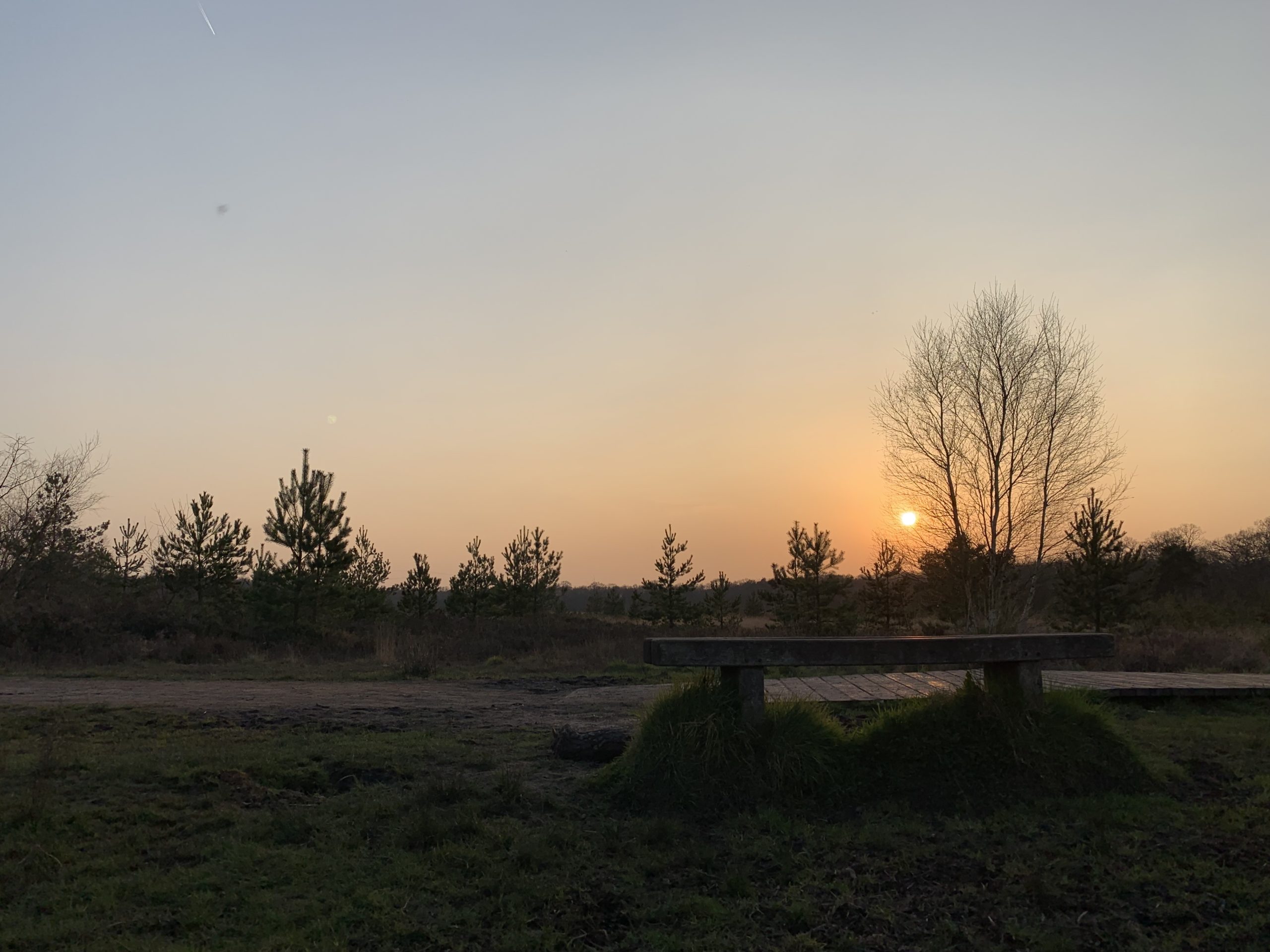 Scenic photo of Whitmoor Common at sunset. The sun is setting in behind silhouetted trees.