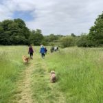 Photo of people walking on a grassy path through a lush, green meadow.