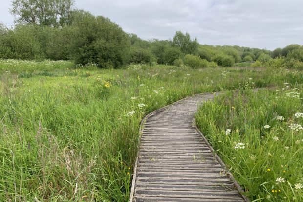 Photo of a curving boardwalk, lush wetland vegetation on either side.