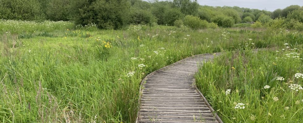 Photo of a curving boardwalk, lush wetland vegetation on either side.