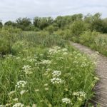 Photo of a curving boardwalk, lush wetland vegetation on either side.