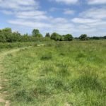 Photo of a green meadow with mature oak trees at the perimeter.