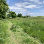 Photo of a green meadow with mature oak trees at the perimeter.