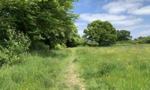 Photo of grassy path along the edge of a flower-filled meadow.