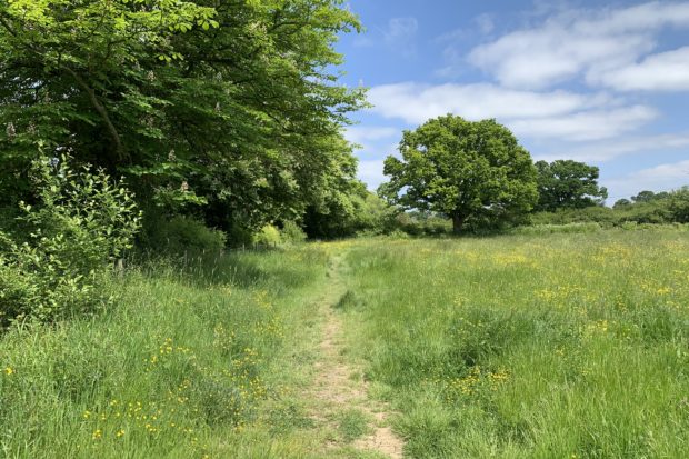 Photo of grassy path along the edge of a flower-filled meadow.