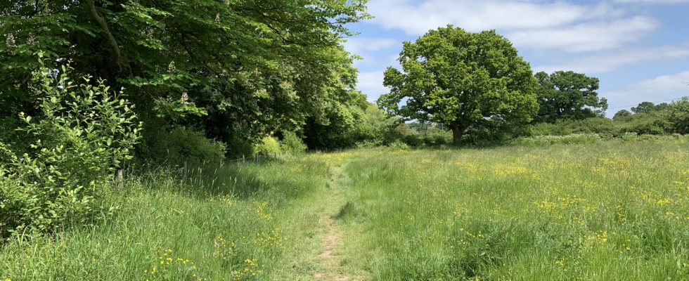 Photo of grassy path along the edge of a flower-filled meadow.