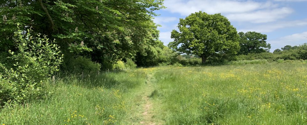 Photo of grassy path along the edge of a flower-filled meadow.