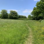 Photo of a green meadow with mature oak trees at the perimeter.