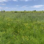 Photo of a flower-filled meadow.