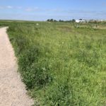 Photo of a surfaced, level path, with tall grass and wildflowers either side. The paths winds its way through a large open area.