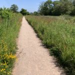Photo of a surfaced, level path, with tall grass and wildflowers either side.