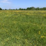 Photo of a field full of yellow buttercups.
