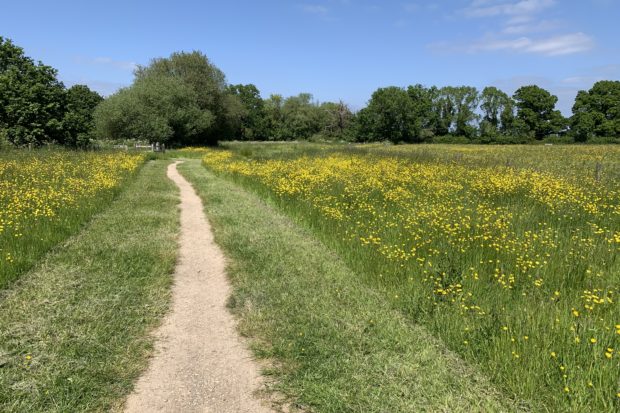 Photo of a rough path through a field full of yellow buttercups.