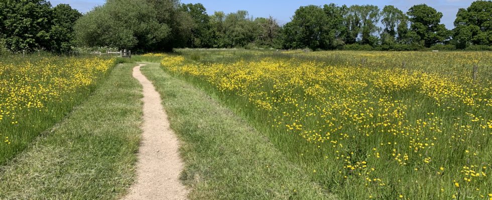 Photo of a rough path through a field full of yellow buttercups.