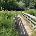 Photo of a small wooden bridge over a stream into a meadow. The vegetation in the stream is very lush.