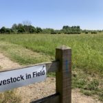 Photo of a "Livestock in Field" sign, with cattle in the distance.