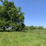 Photo of a mature oak tree in a green meadow.
