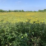 Photo of the view over a hedge into a field full of yellow buttercups.