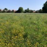 Photo of a flower-filled meadow.