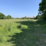 Photo of a green meadow. Looking out at the meadow from the shade of the trees.