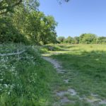 Photo looking out from the shade along the meadow. You can see a wooden bench and a rough path.