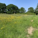 Photo of a green, flower-filled meadow.