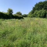 Photo of a green meadow.