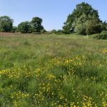 Photo of a flower-filled meadow.