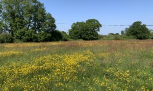 Photo of a flower-filled meadow.