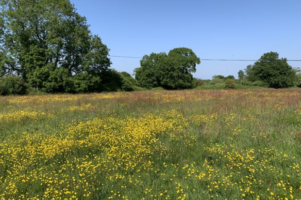 Photo of a flower-filled meadow.