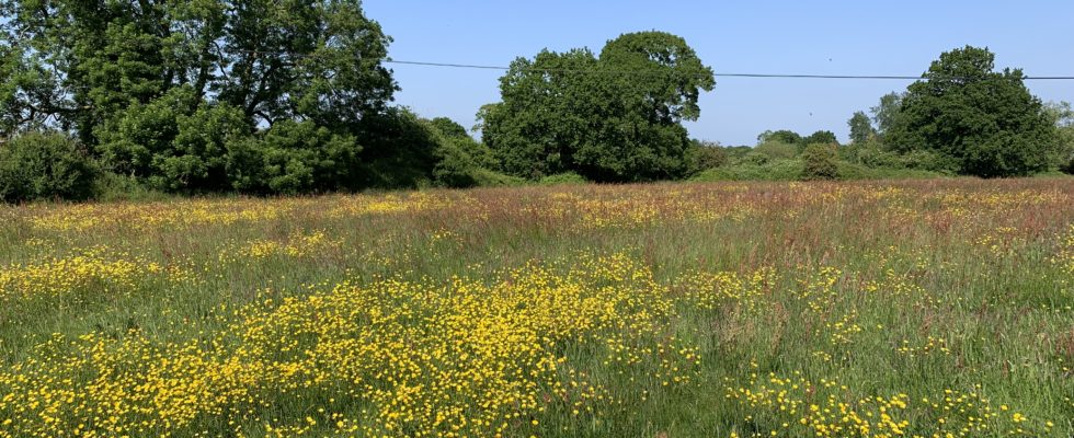 Photo of a flower-filled meadow.