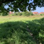 Photo taken looking out from under the shade of a large oak tree, into a meadow with new houses in the distance.