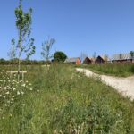 Photo of a surfaced path with tall grass either side and a few houses in the background.