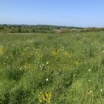 Photo of a flower-filled meadow.