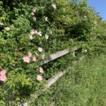 Photo of wild roses in flower in the hedge.