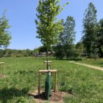 Photo of newly planted trees in a green meadow